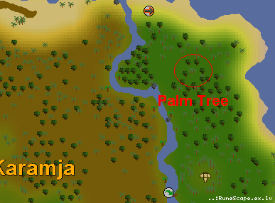 Plam Tree
